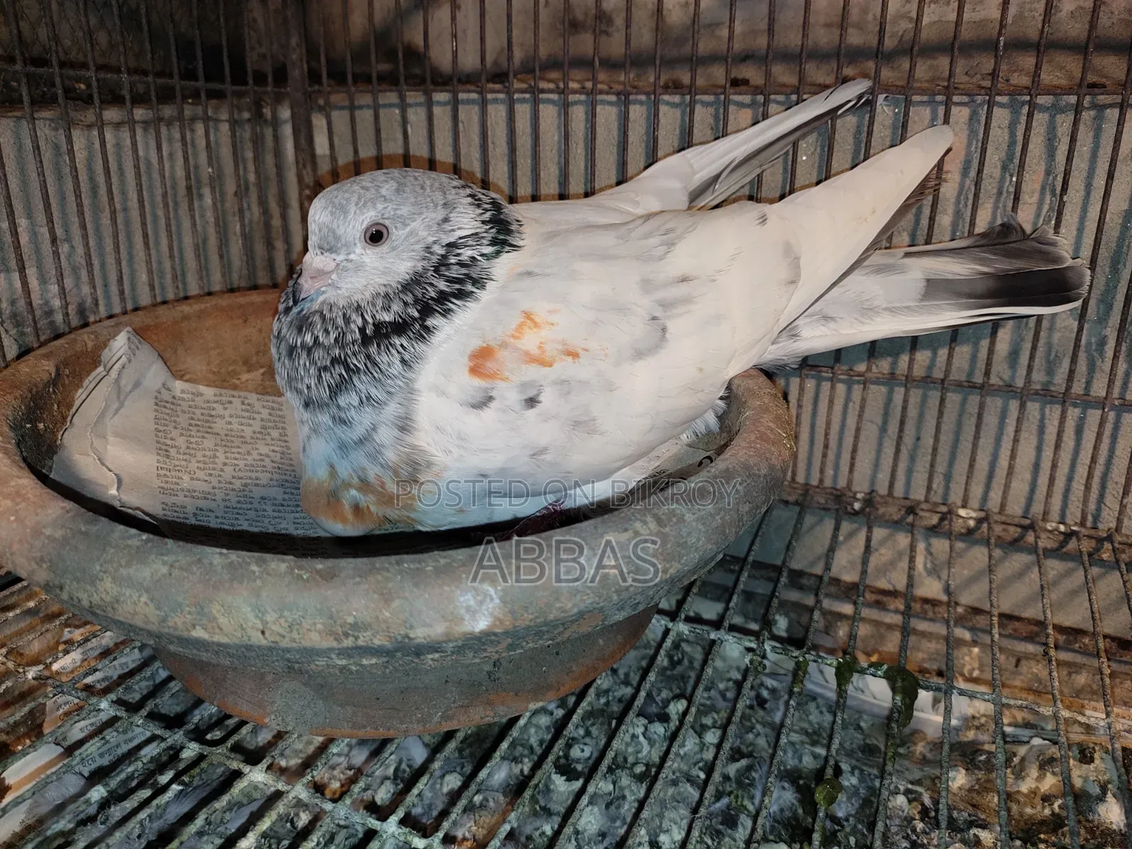 Running Female Pigeon for Sale