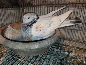 Running Female Pigeon for Sale