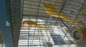 Lutino Ringneck Master Pair