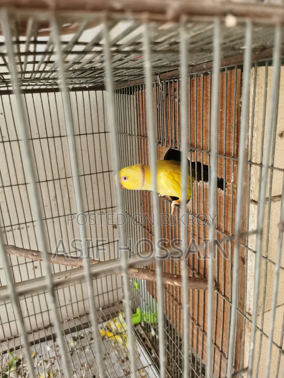 Lutino Ringneck Master Pair