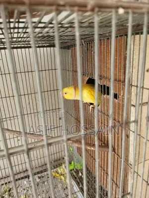 Lutino Ringneck Master Pair