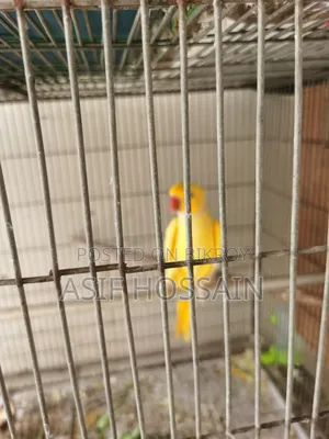 Lutino Ringneck Master Pair