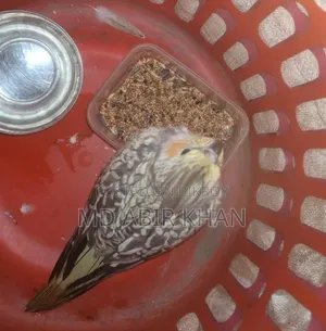 Cockatiel Bird