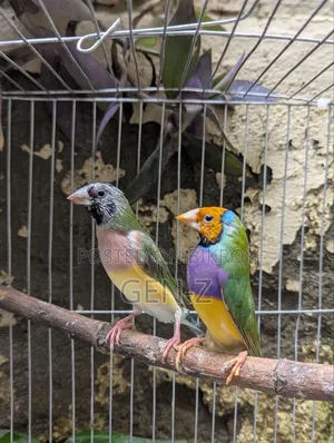 গোল্ডিয়ান ফিঞ্চ