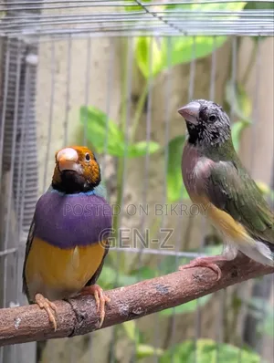 গোল্ডিয়ান ফিঞ্চ