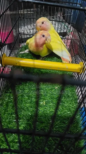 Lovebird baby birds