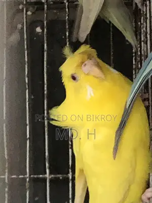 জেপি লুটিনো রেড আই ফিমেল সেল পোস্ট