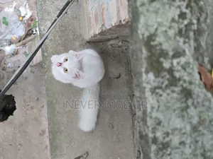 ৩-৬ মাস বয়সী পুরুষ মিক্সড ব্রিড পার্সিয়ান