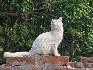 ৩-৬ মাস বয়সী পুরুষ মিক্সড ব্রিড পার্সিয়ান