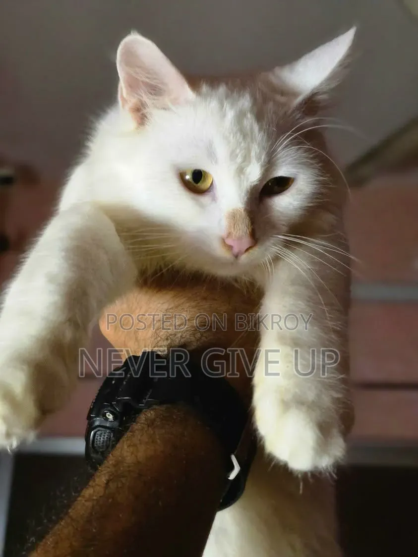 ৩-৬ মাস বয়সী পুরুষ মিক্সড ব্রিড পার্সিয়ান
