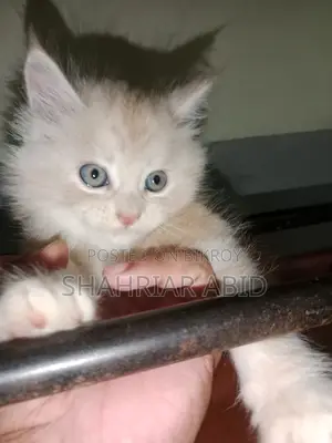 ১-৩ মাস বয়সী ফিমেল পিওরব্রেড পার্সিয়ান