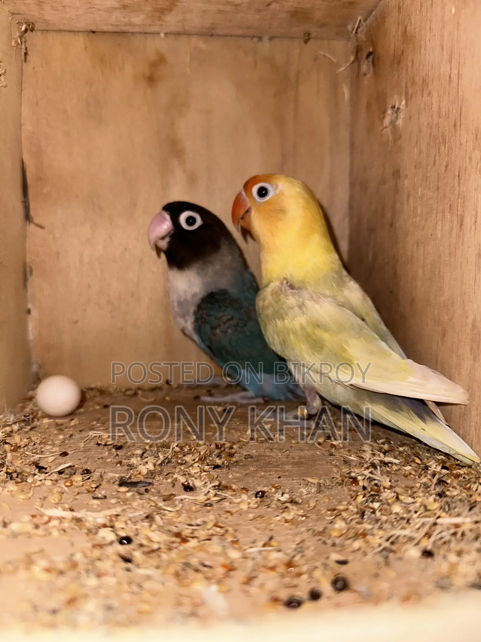 Running Master Pair Love Bird