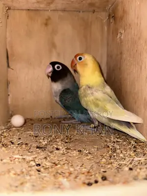 Running Master Pair Love Bird