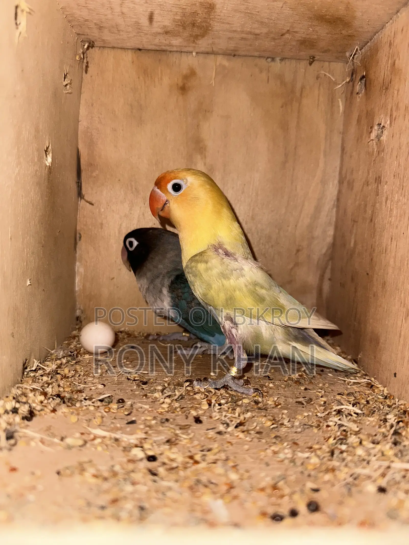 Running Master Pair Love Bird