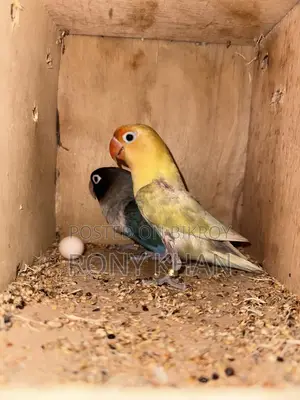 Running Master Pair Love Bird