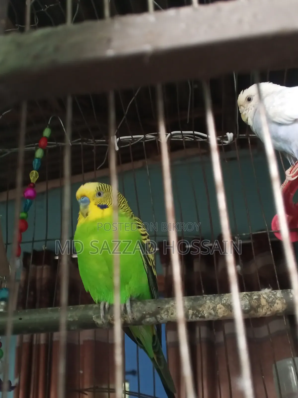 Bajigar 1 Pair