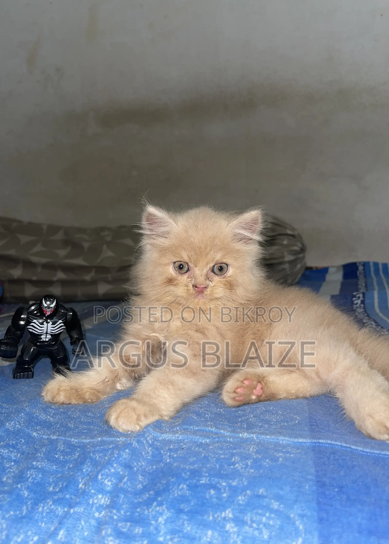1-3 months Female Purebred Persian