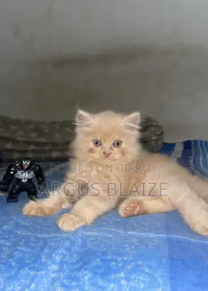 1-3 months Female Purebred Persian