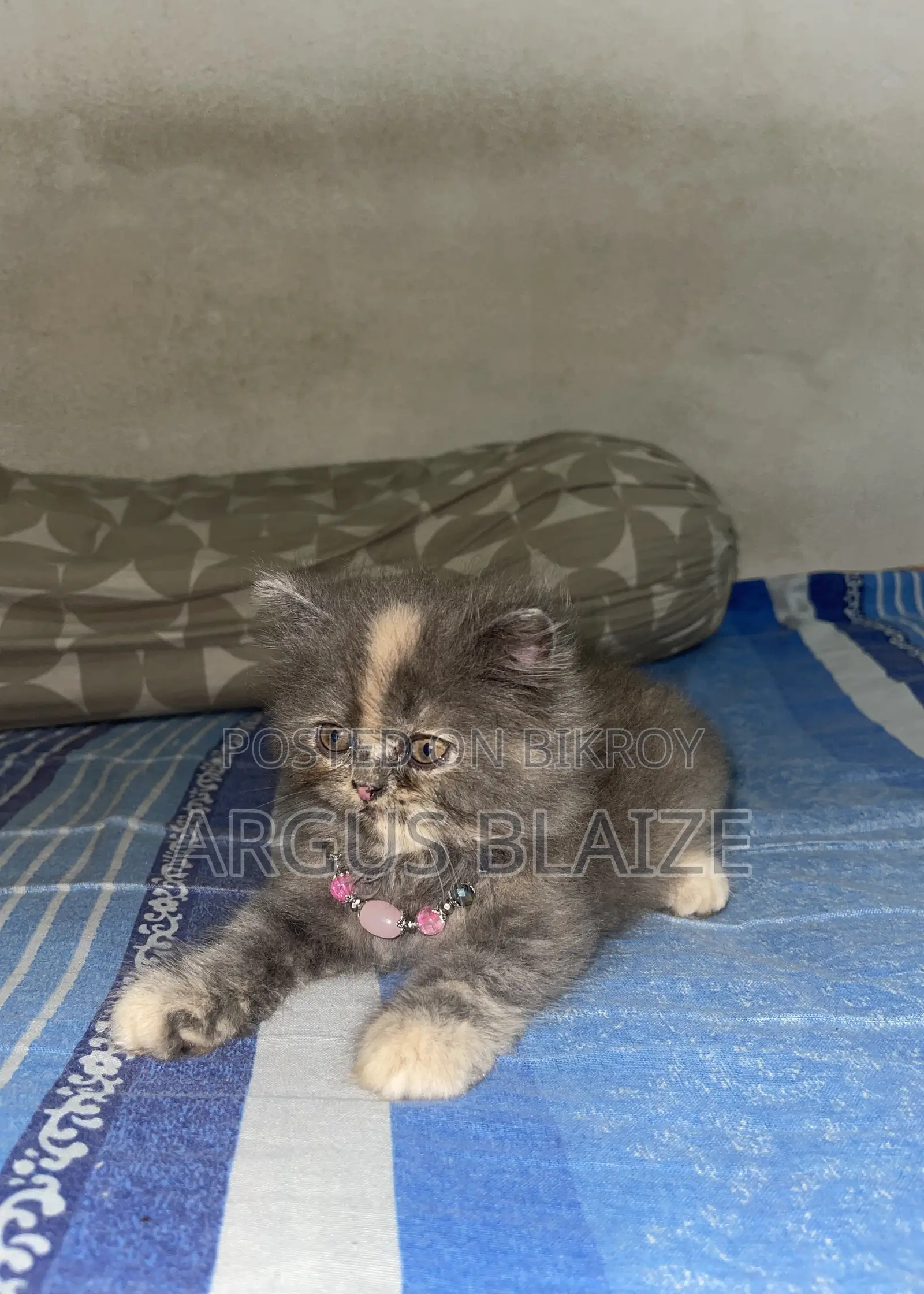 1-3 months Female Purebred Persian