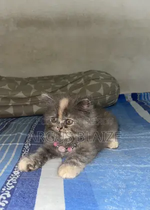 1-3 months Female Purebred Persian