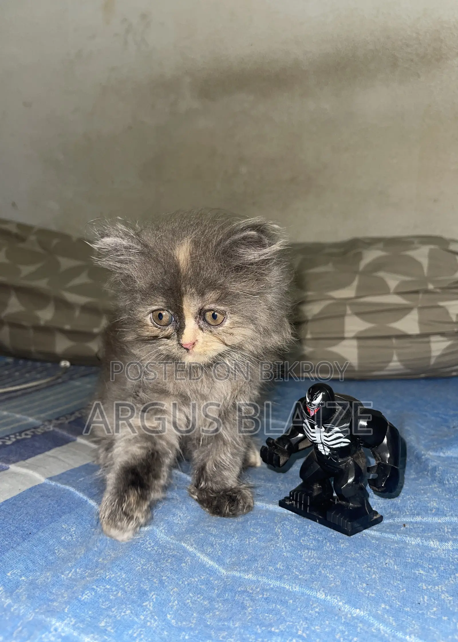 1-3 months Female Purebred Persian