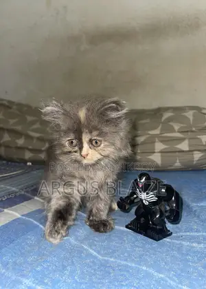 1-3 months Female Purebred Persian