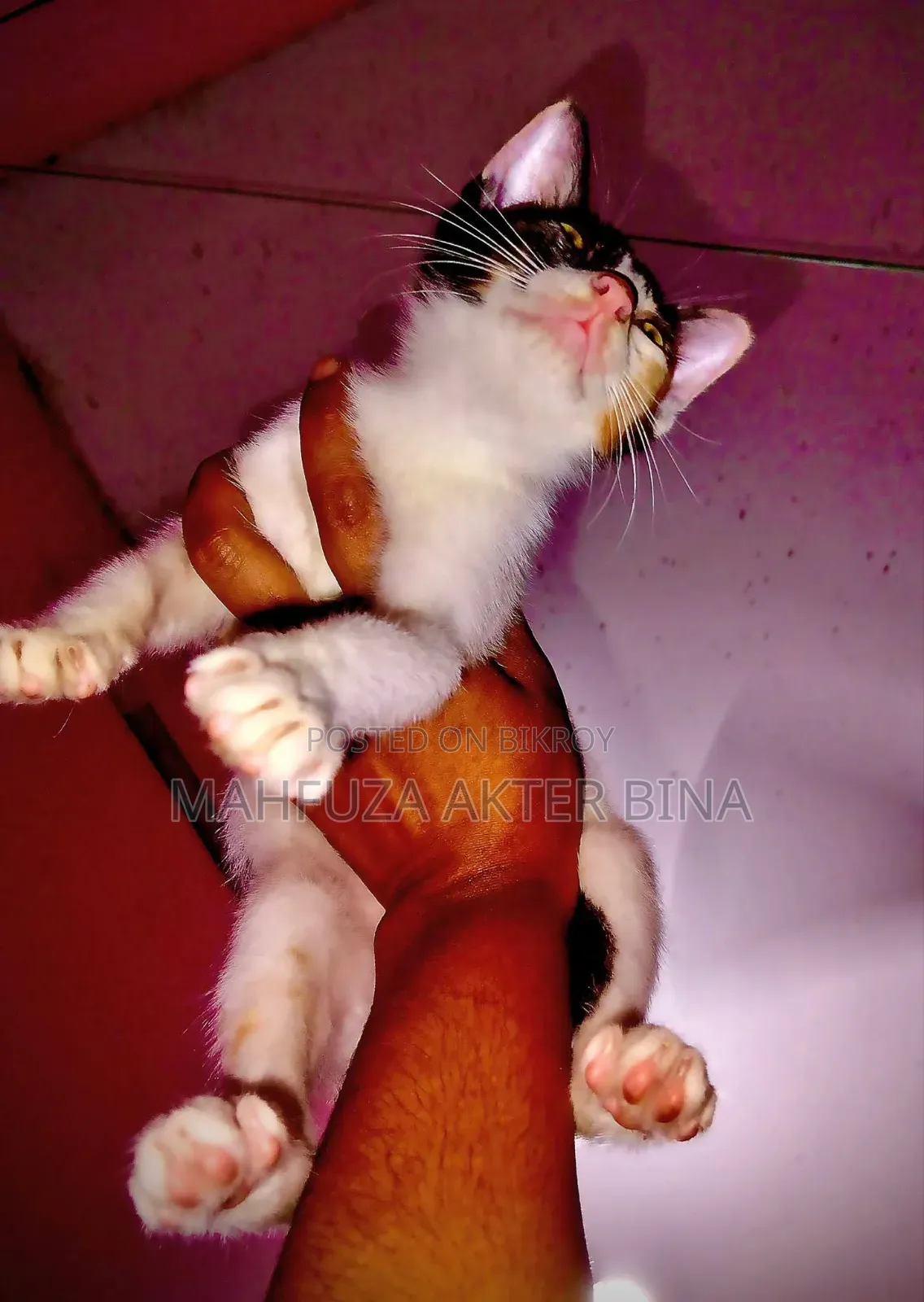 3-6 Months Female Mixed Breed Cat
