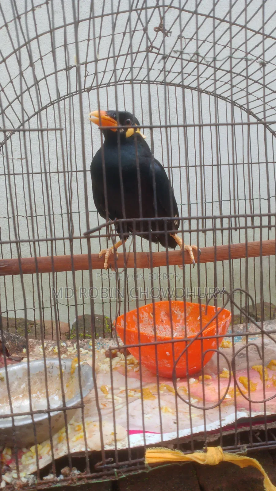 কথা বলতে পারে