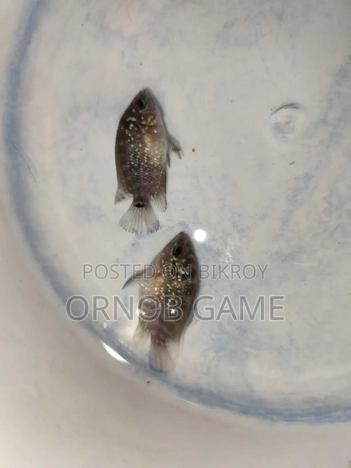 SRD Flowerhorn Baby