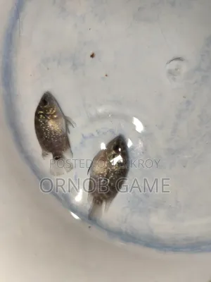 SRD Flowerhorn Baby