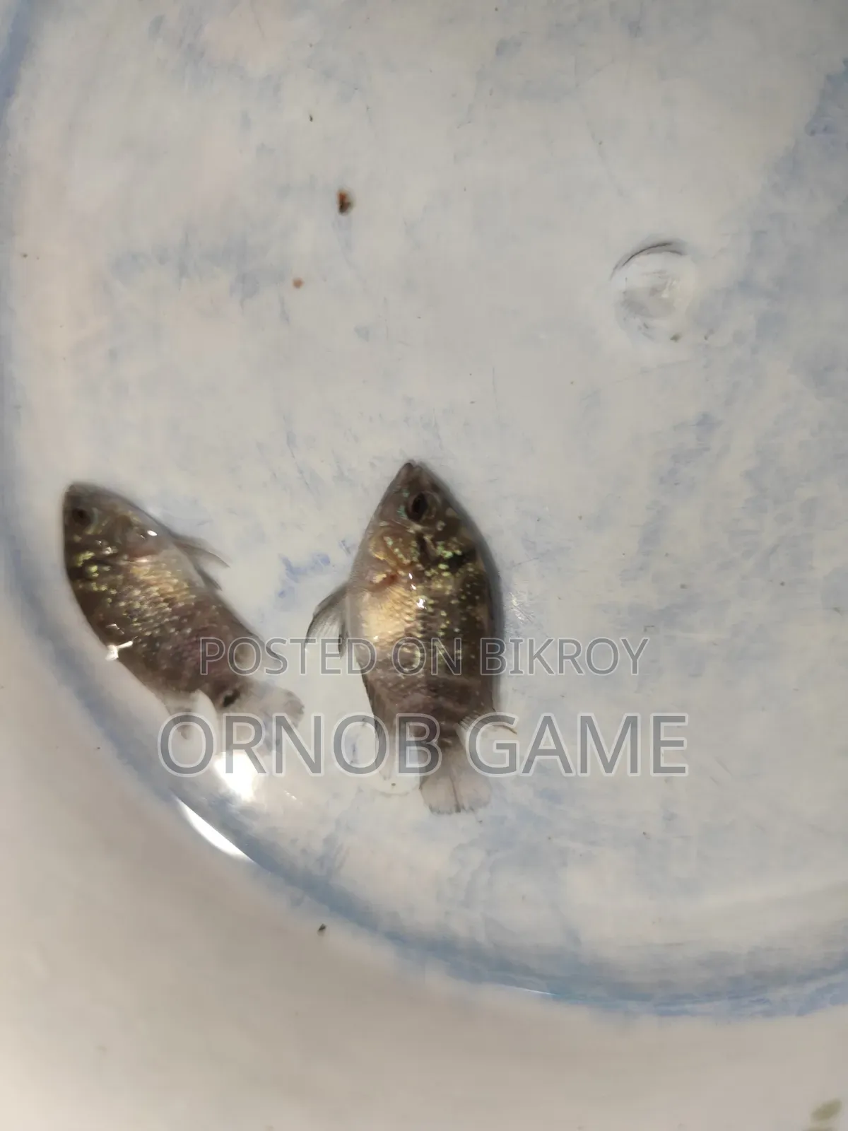 SRD Flowerhorn Baby