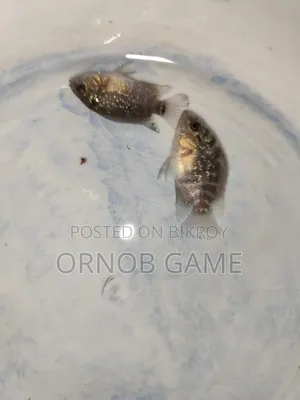 SRD Flowerhorn Baby