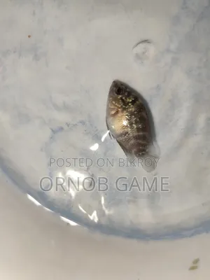 SRD Flowerhorn Baby