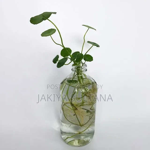 Decorative Glass Bottle