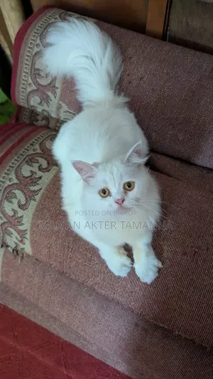 6-12 Months Male Mixed Breed Persian