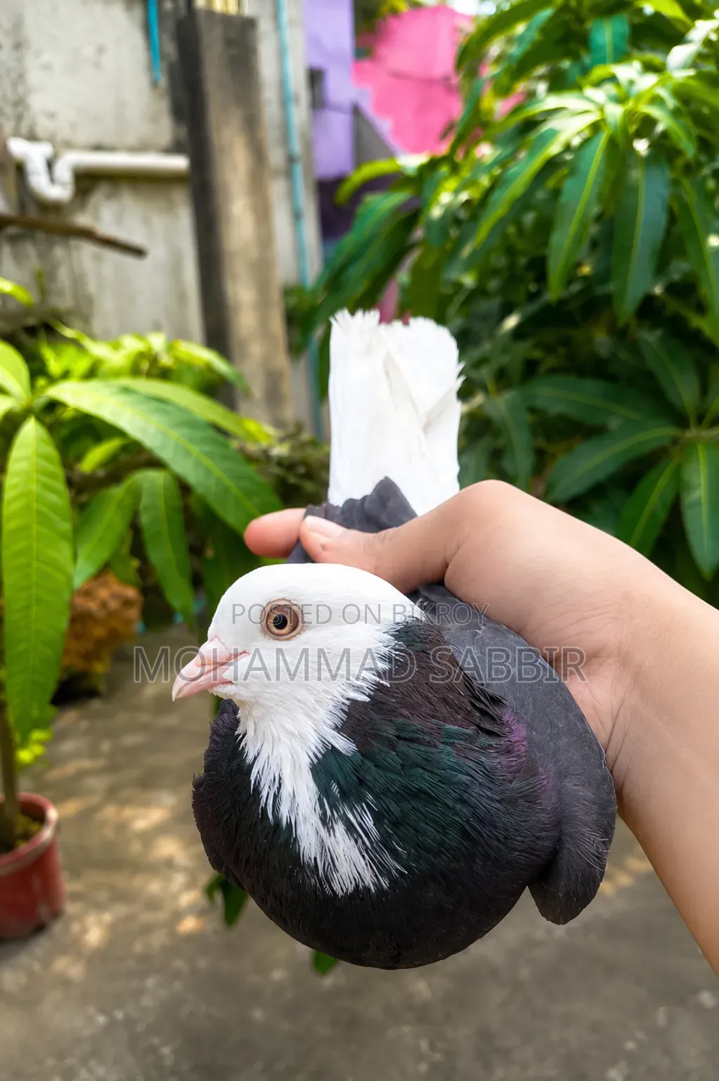 গররা মাদি সেল হবে।