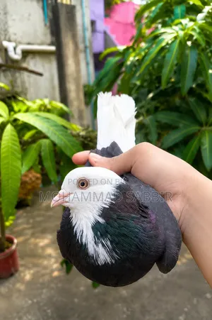 গররা মাদি সেল হবে।