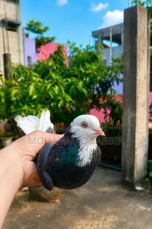 গররা মাদি সেল হবে।