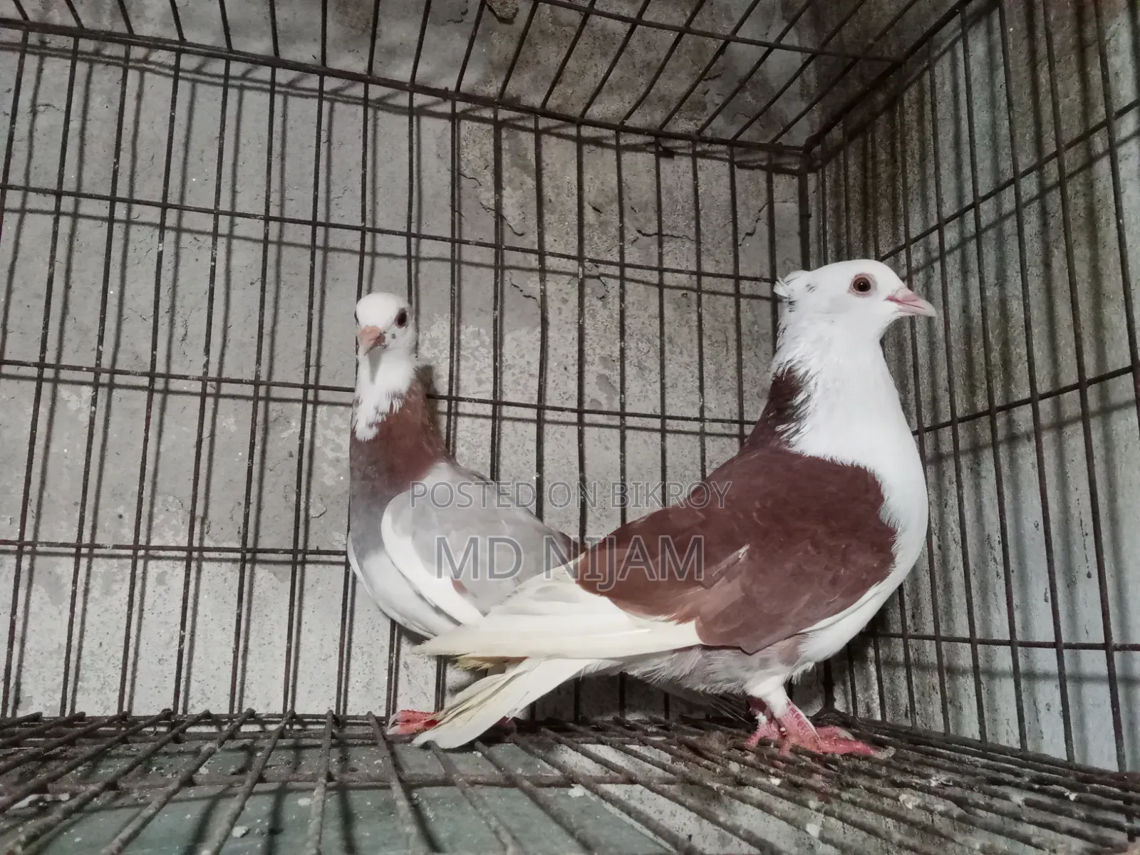 রাজগোলা নিউ অ্যাডাল্ট পেয়ার