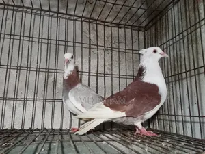 রাজগোলা নিউ অ্যাডাল্ট পেয়ার