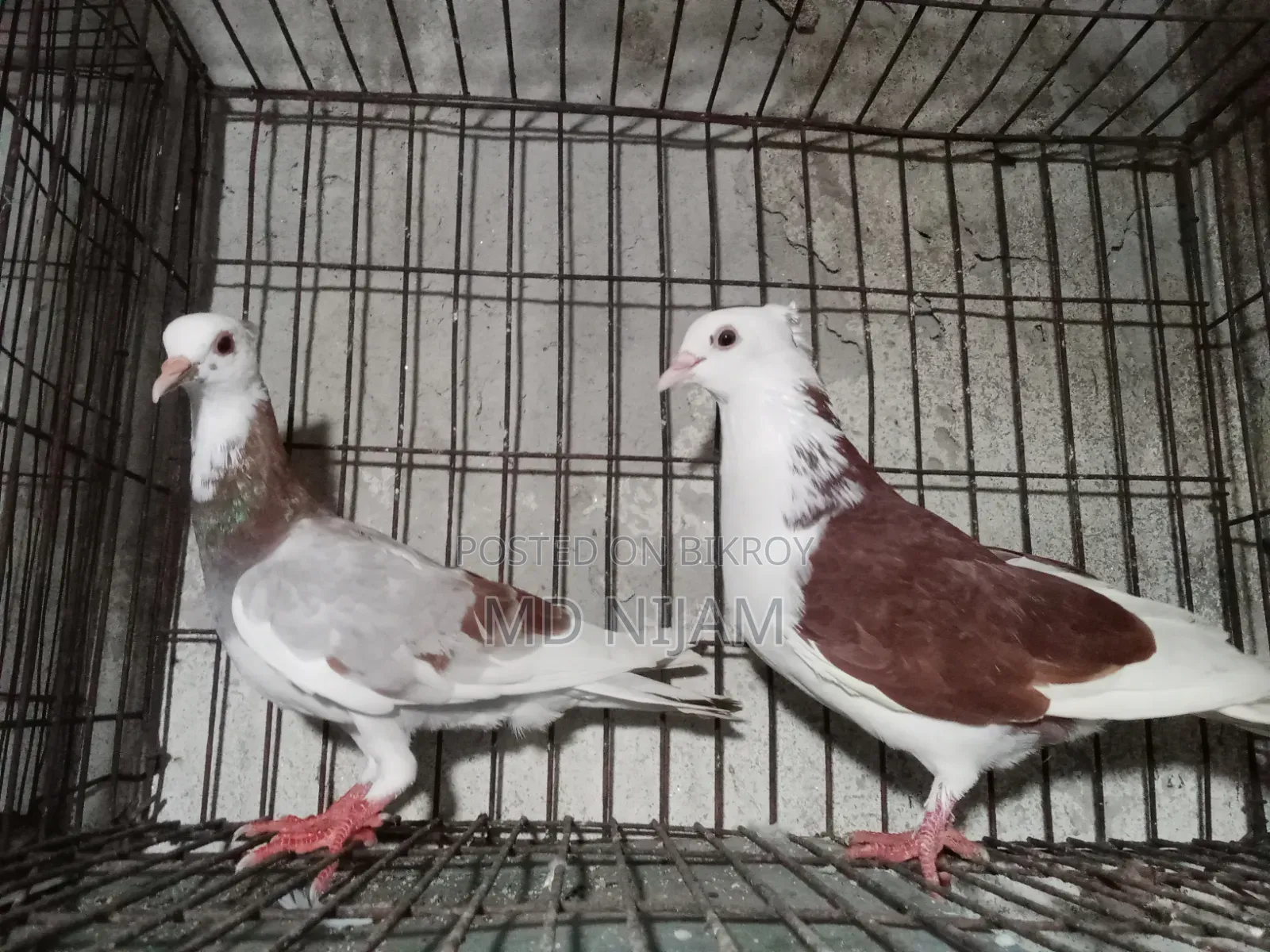 রাজগোলা নিউ অ্যাডাল্ট পেয়ার