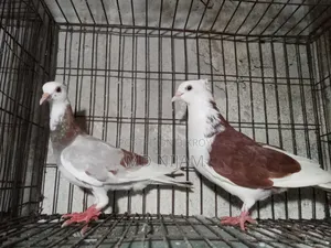 রাজগোলা নিউ অ্যাডাল্ট পেয়ার