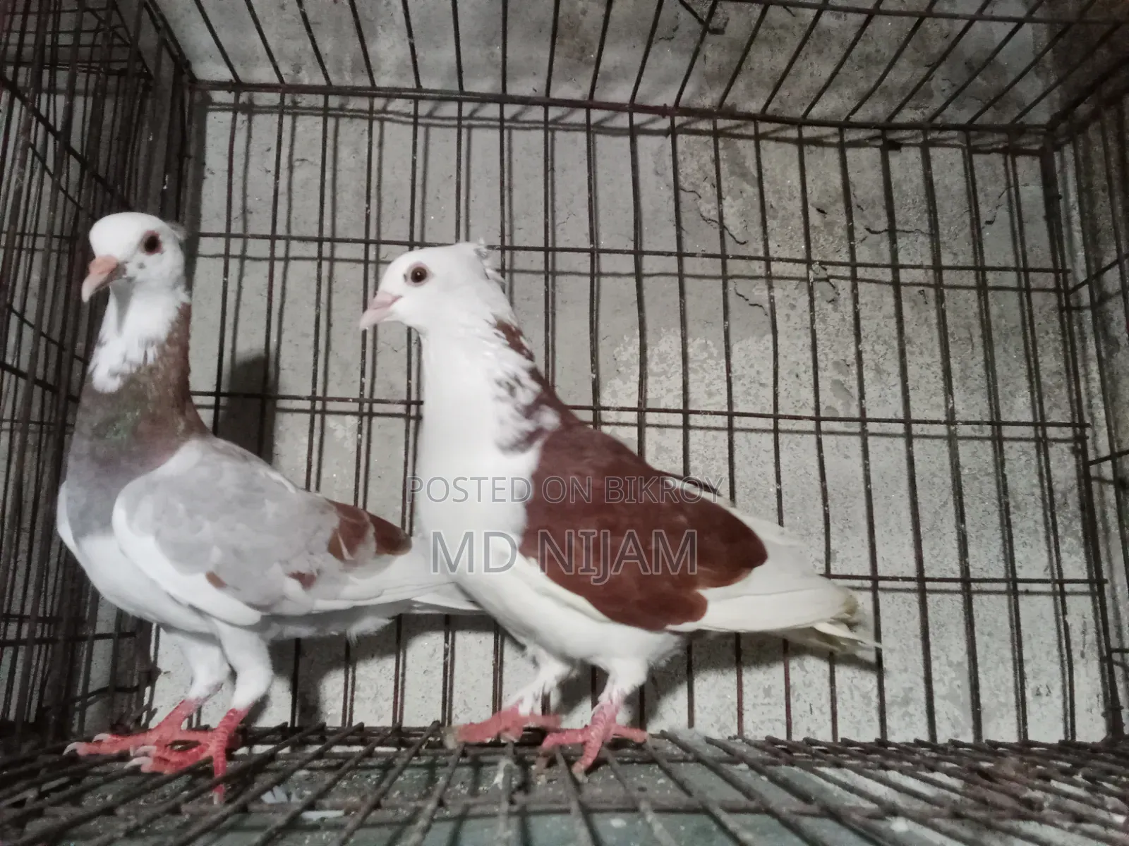 রাজগোলা নিউ অ্যাডাল্ট পেয়ার