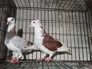 রাজগোলা নিউ অ্যাডাল্ট পেয়ার