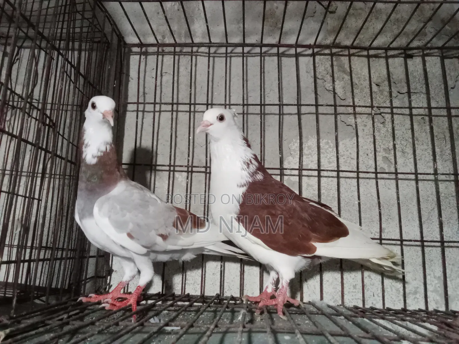 রাজগোলা নিউ অ্যাডাল্ট পেয়ার