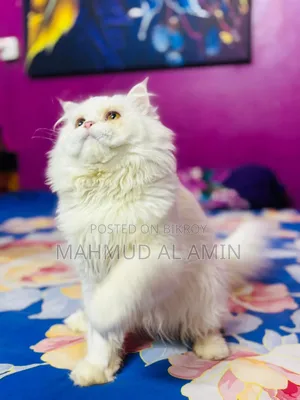 ১+ বছরের পুরুষ পিওর ব্রেড পার্সিয়ান বিড়াল
