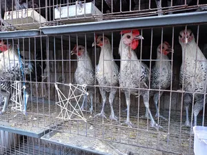 ফাওমি মুরগি