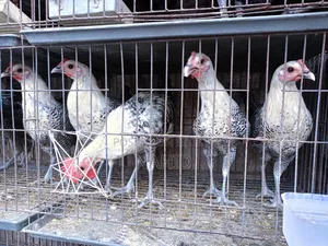 ফাওমি মুরগি