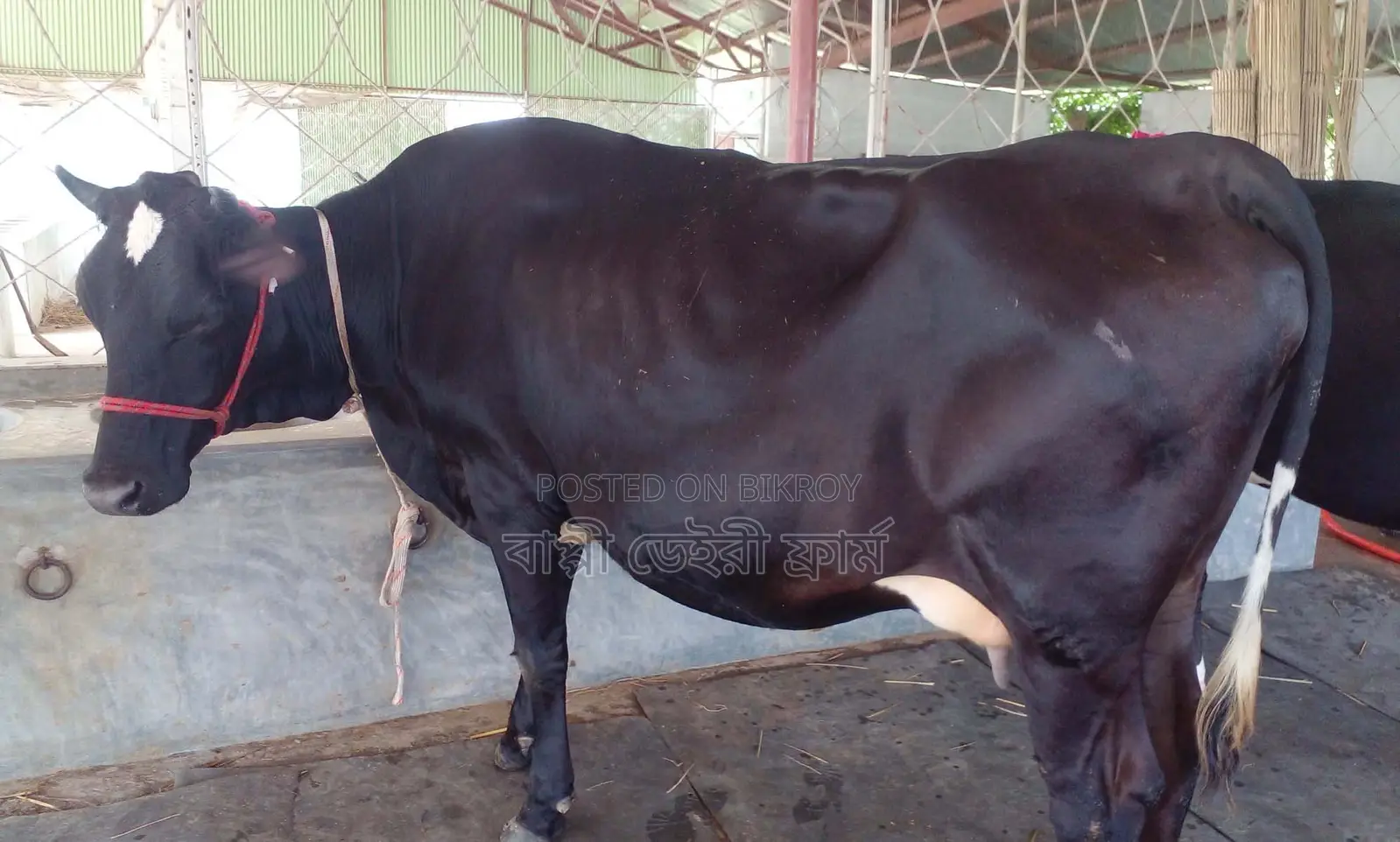 ১৩৫২ নং গাভী বিক্রয় হবে।