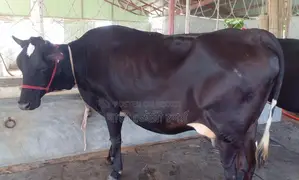 ১৩৫২ নং গাভী বিক্রয় হবে।
